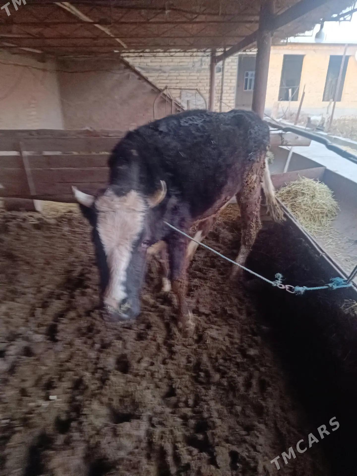 okuz bn unajyn - Çärjew - img 1