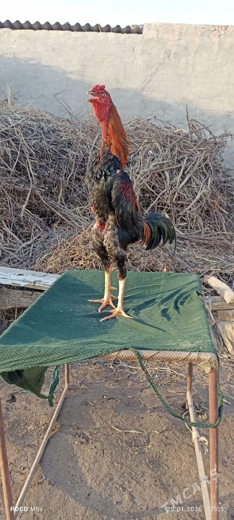 bayes horaz - Векильбазар - img 1