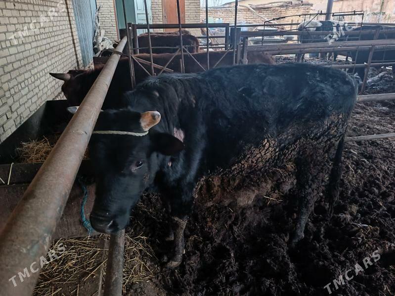 окузлер - Туркменабат - img 1