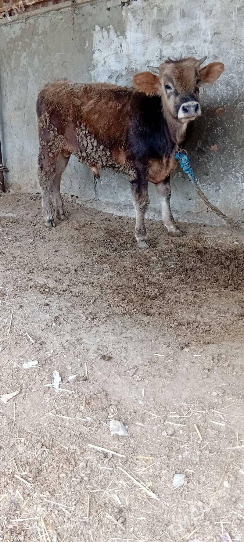 siwes öküz - Бахарден - img 1