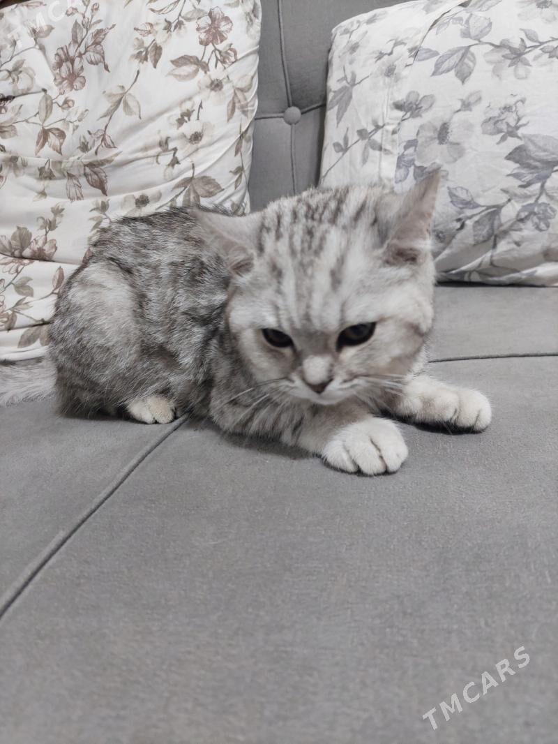 PISIK OGLANJYK - Aşgabat - img 1