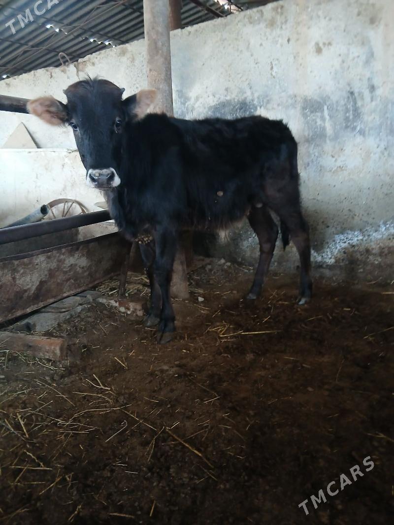 Öküz - Ак-Бугдайский этрап - img 1