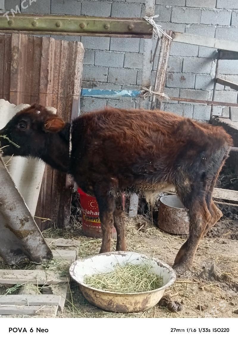 okizce - Herrikgala - img 1