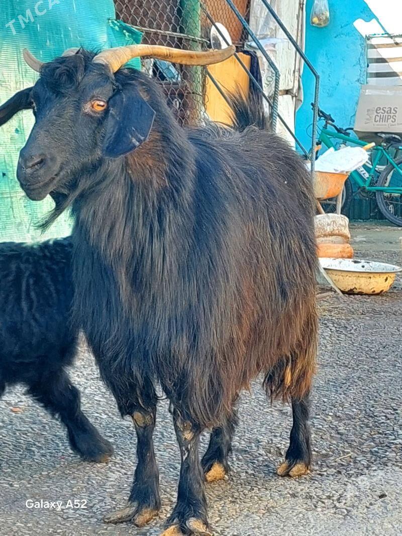 Geçi semiz gapy maly - Хитровка - img 1