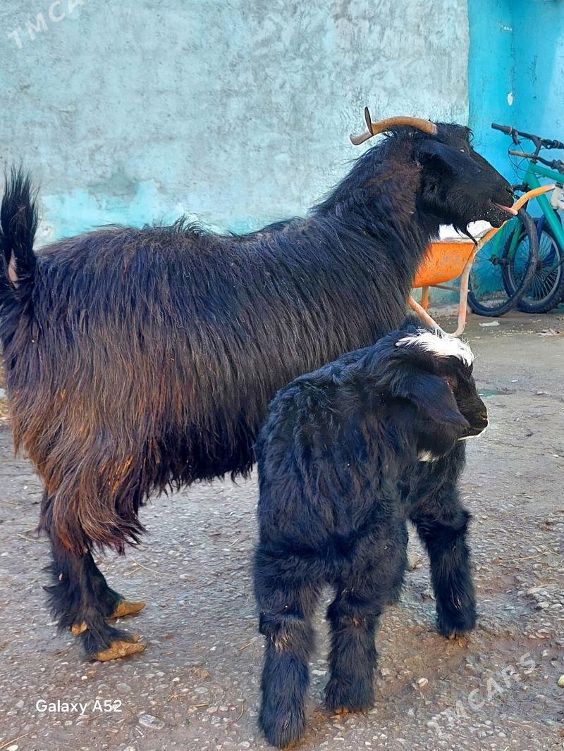 owlakly geçi semiz gapy maly - Hitrowka - img 1