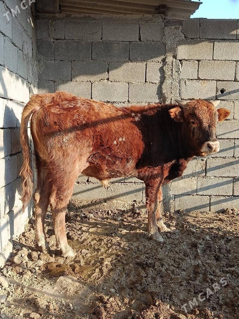 Okiz - Бузмеин - img 1