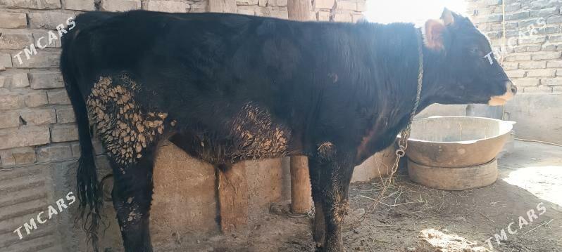 Öküz - Tejen - img 1