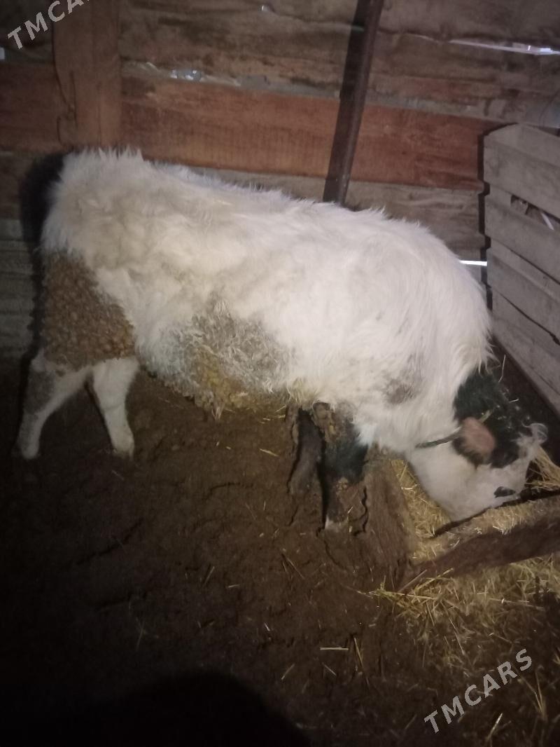 SYGYR ÕKÜZ - Bäherden - img 1