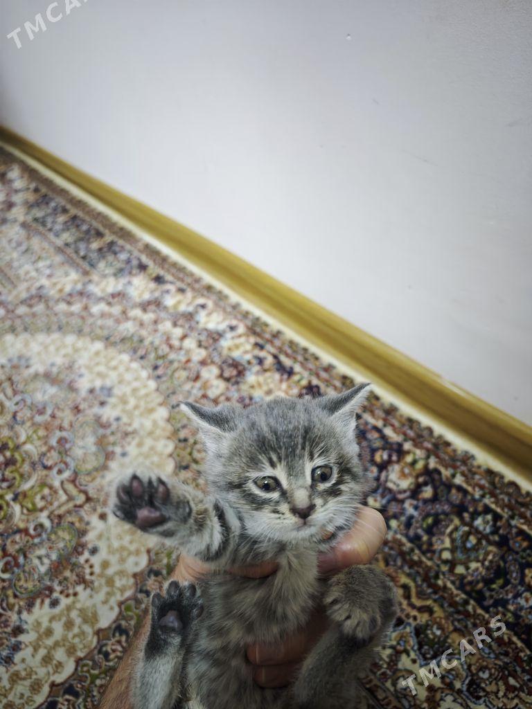 Британская прямоушка - Отдадим - Ашхабад - img 1