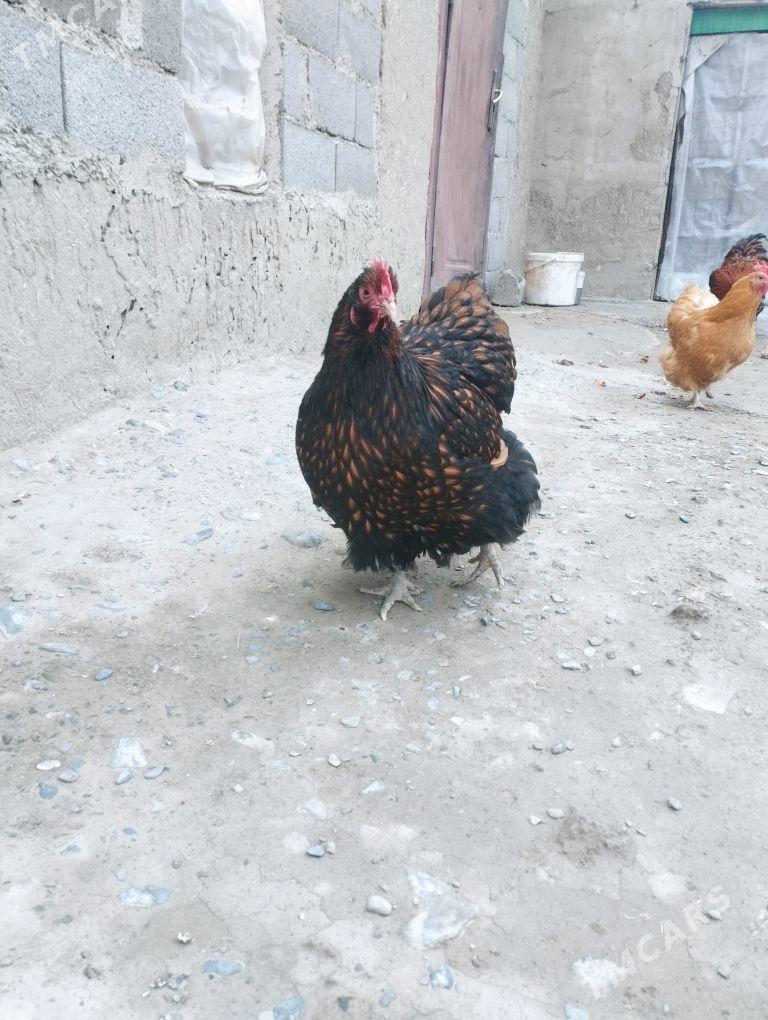 towuk paroda - Bäherden - img 1