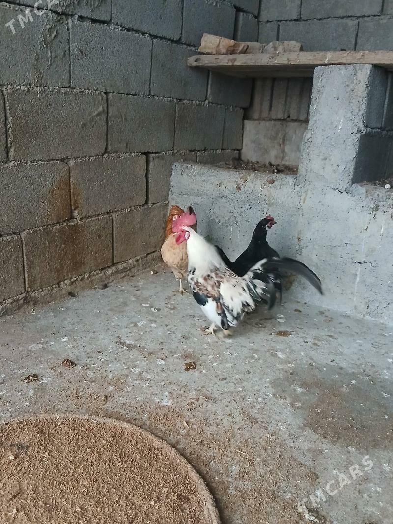 towuk - Хитровка - img 1