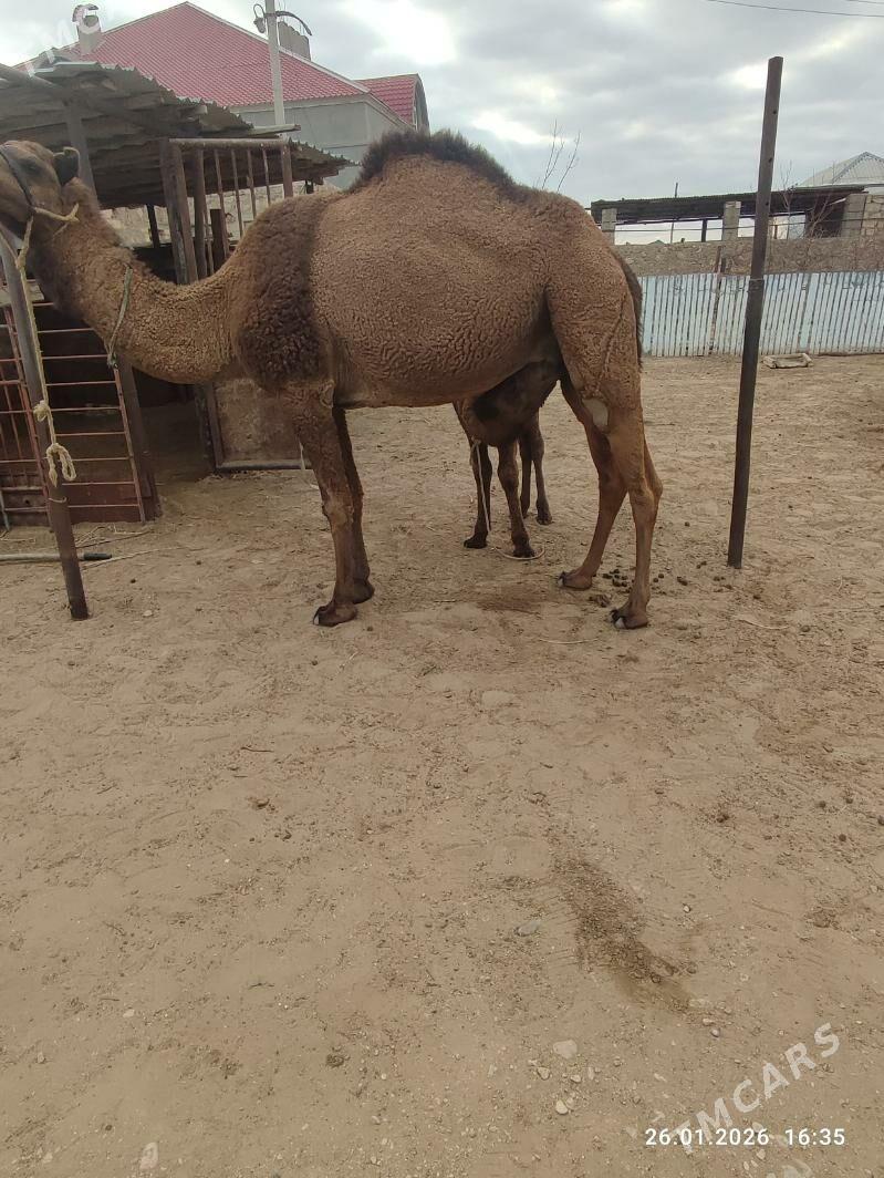 Duye Torumly. - Джебел - img 1