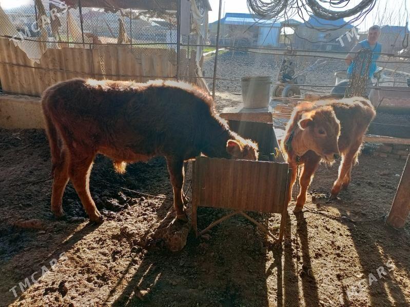 öküz - Wekilbazar - img 1