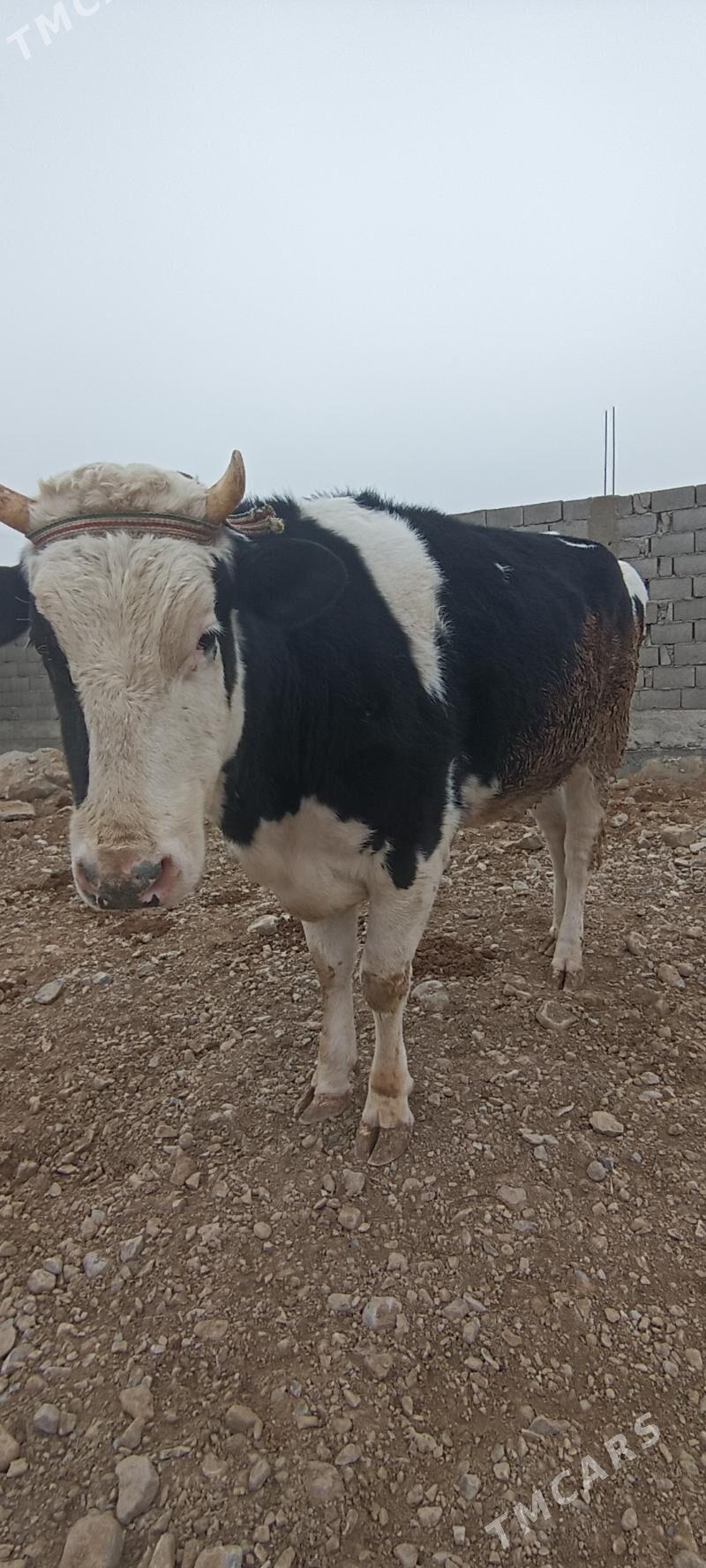 TÜWE - Gyzylarbat - img 1