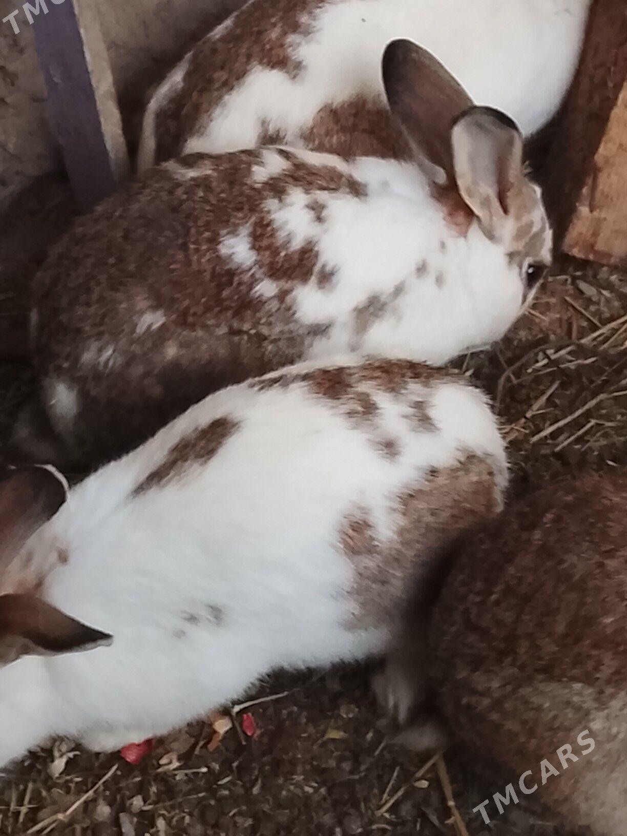 tovsan - Türkmenabat - img 1