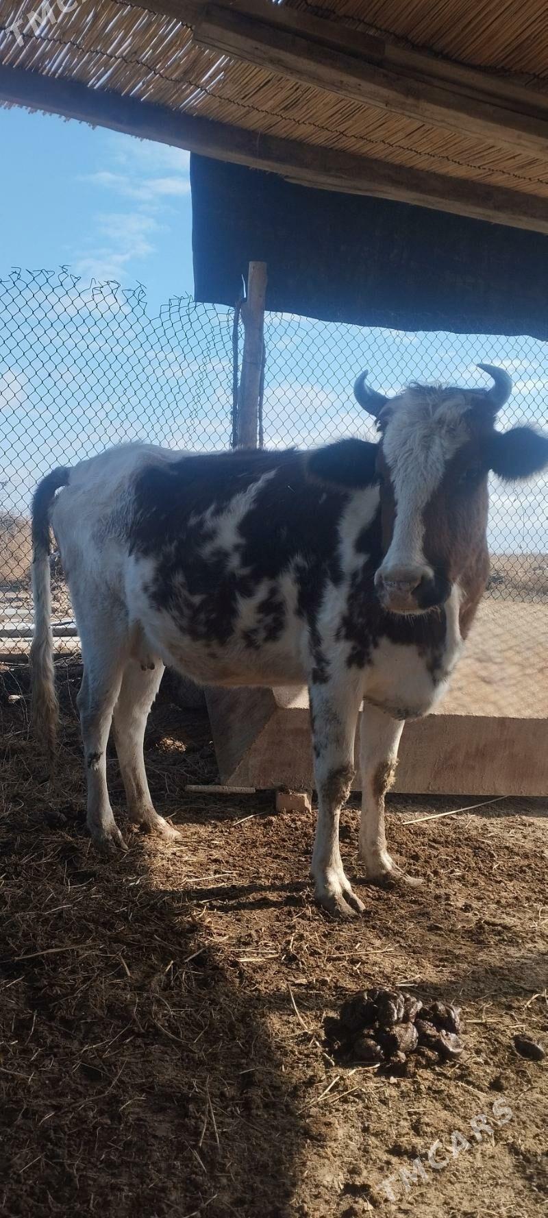 bogaz sygyr - Baýramaly - img 1