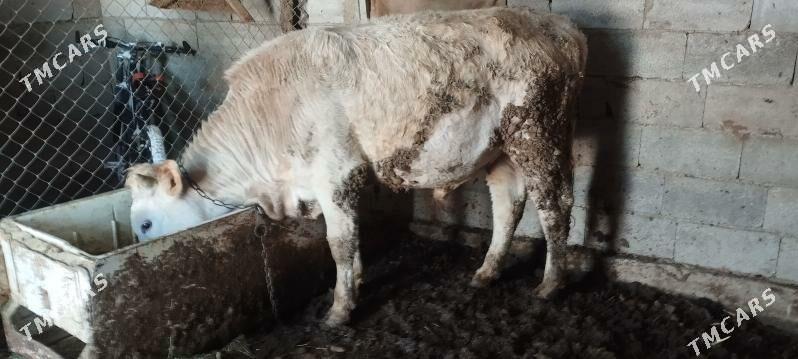 öküzler - Бахарден - img 1