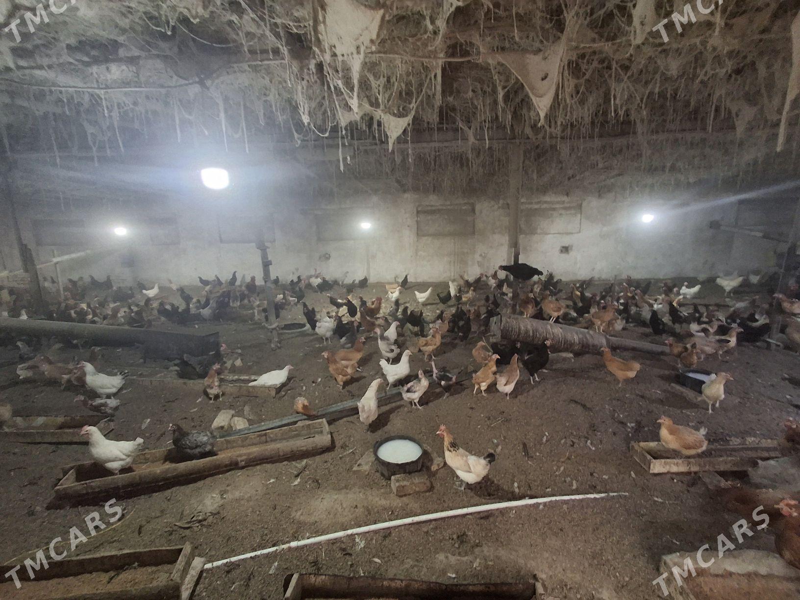 Mesny towuk - Чарджоу - img 1