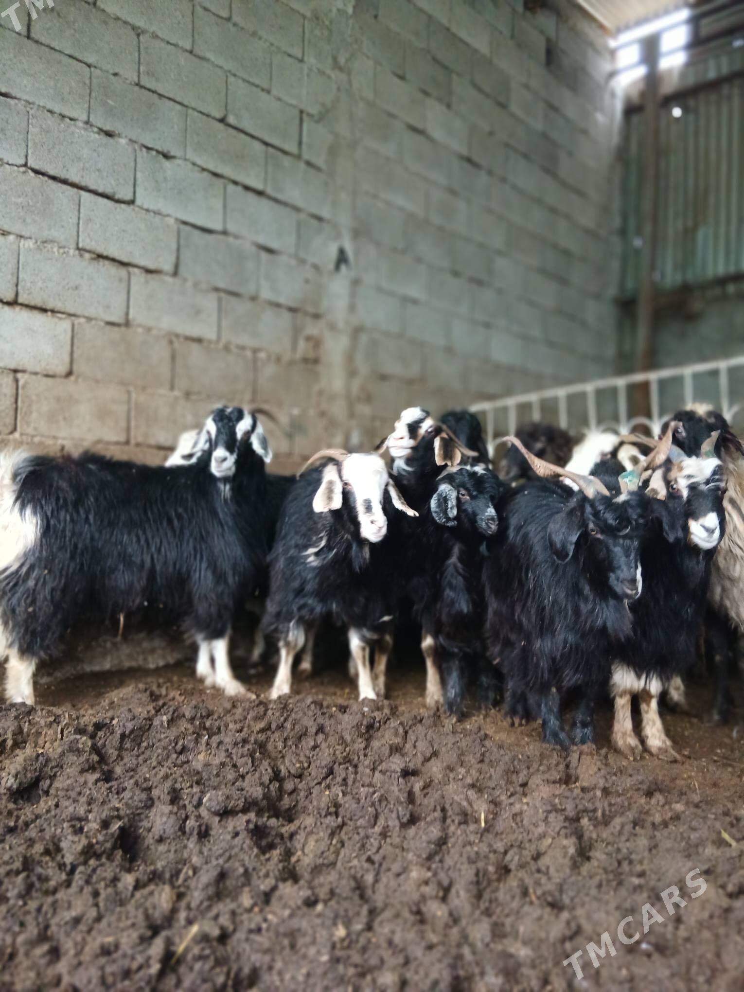 Geci - Чоганлы - img 1