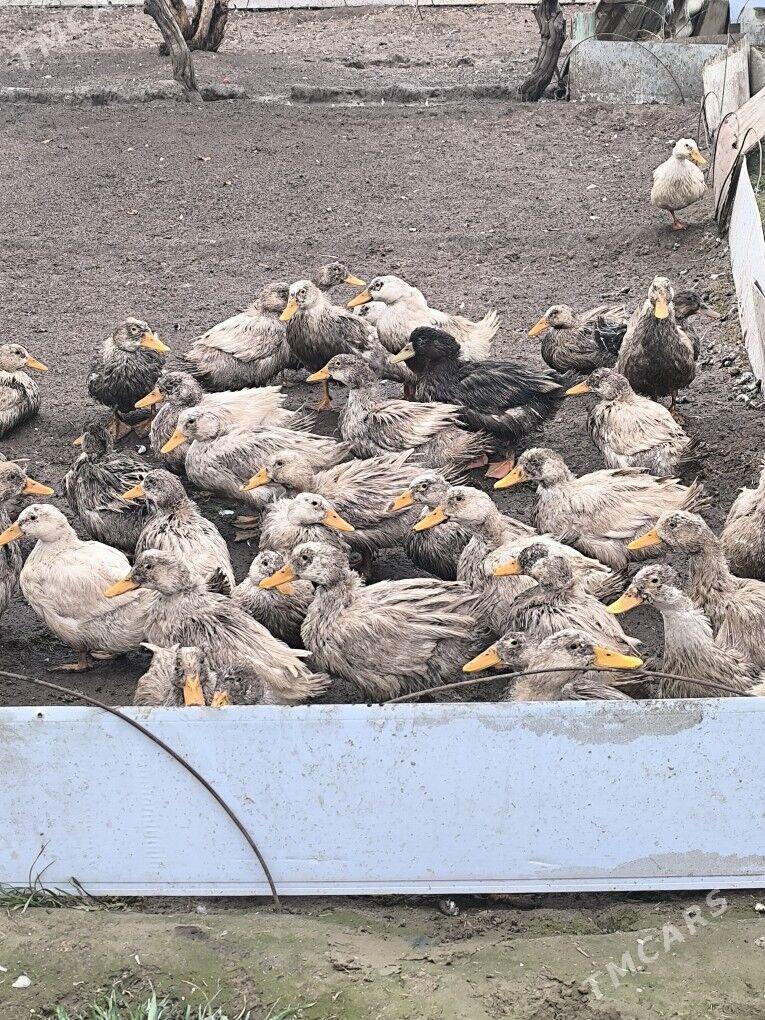 Ördek gakgak - Гёкдже - img 1