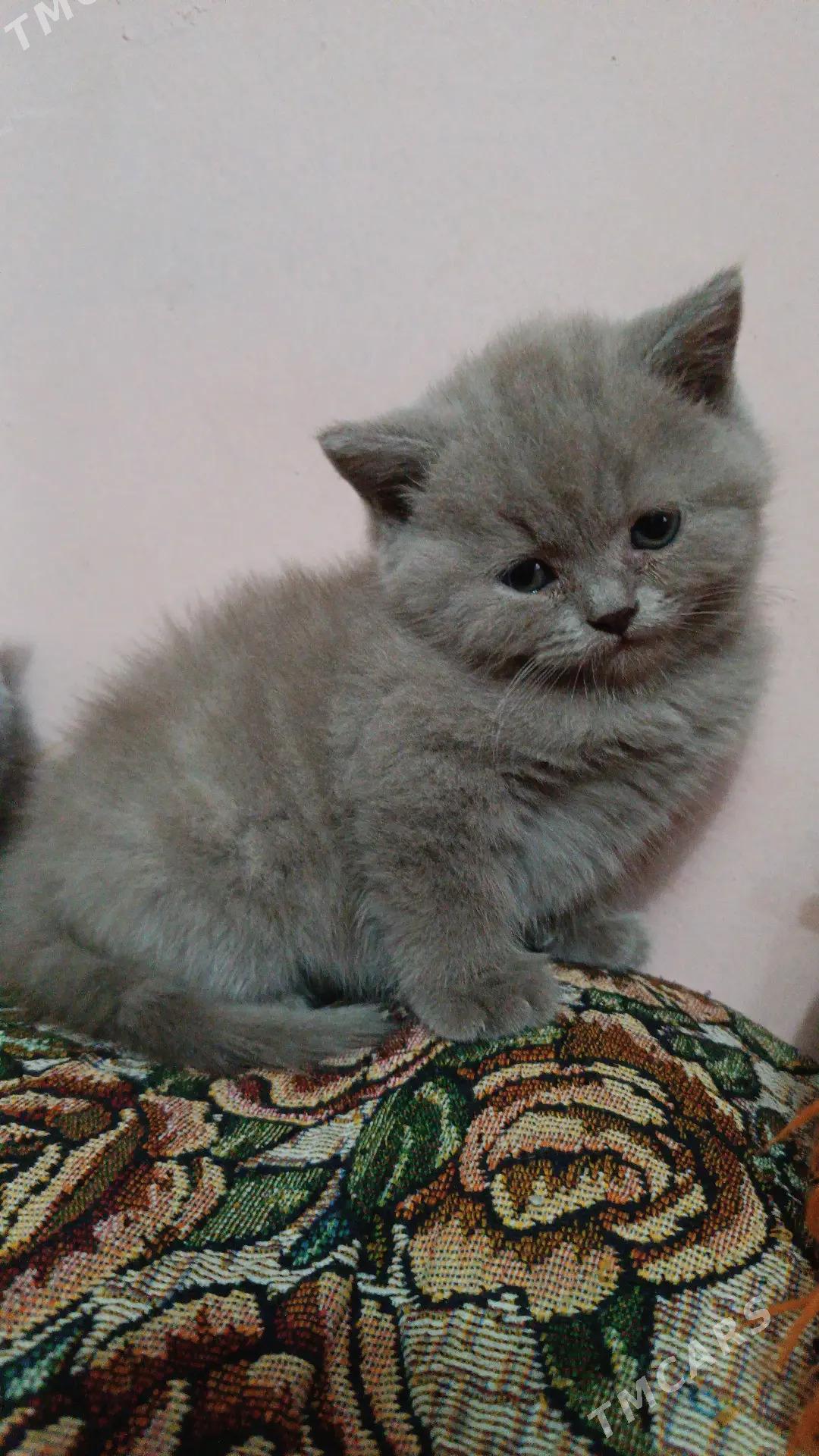 котенок шотланский - Ашхабад - img 1