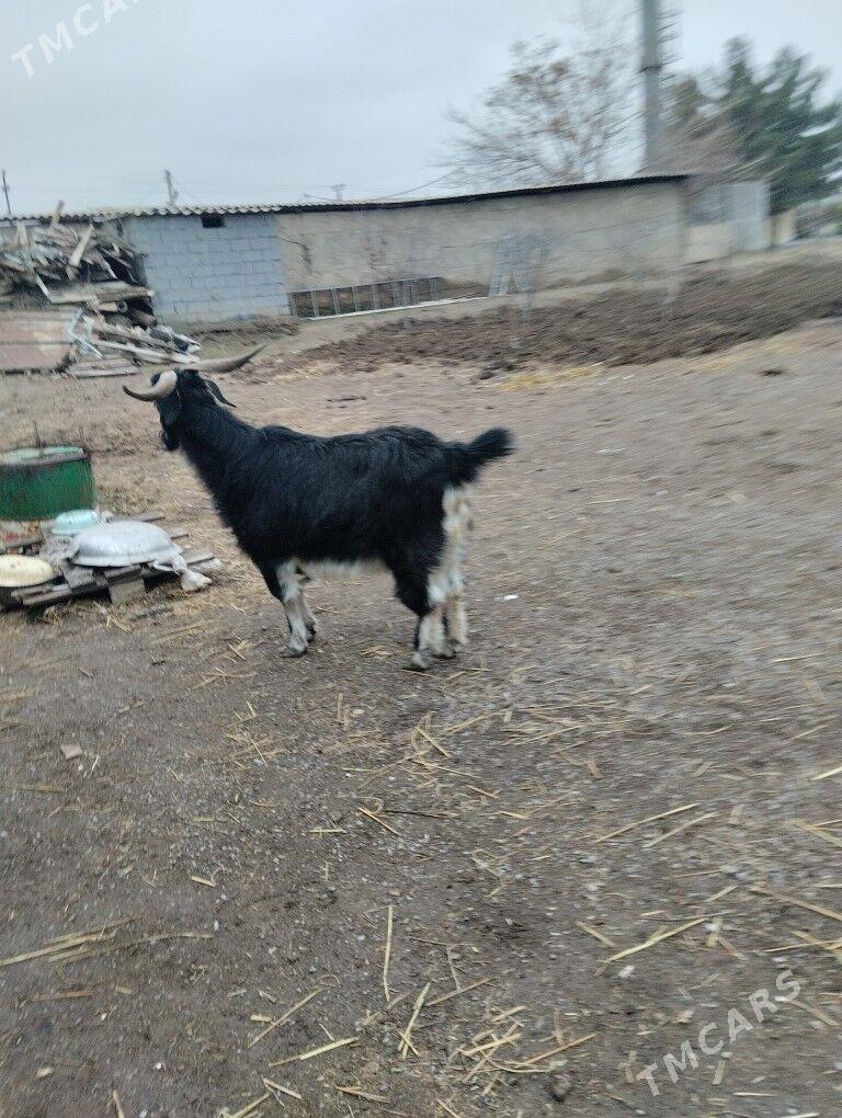 geçi boğaz - Ашхабад - img 1