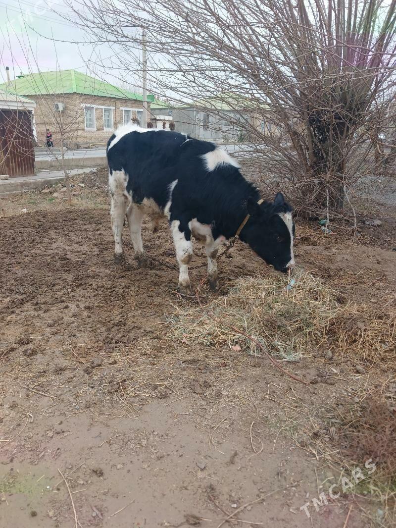 Ala okuz - Ашхабад - img 1