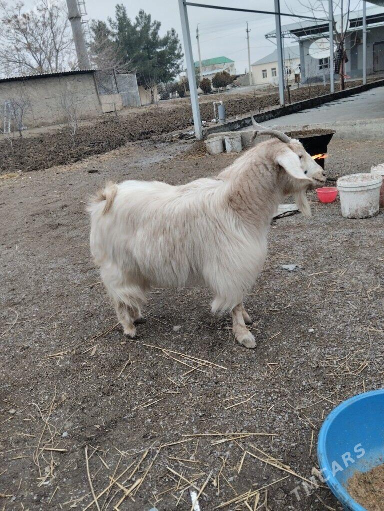 geçi - Aşgabat - img 1