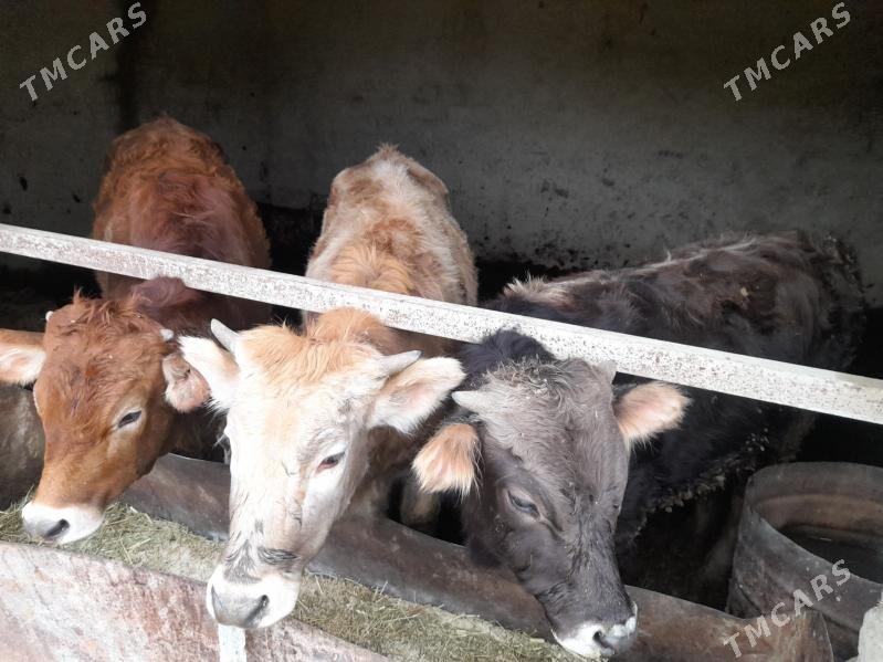 semiz göleler - Bäherden - img 1