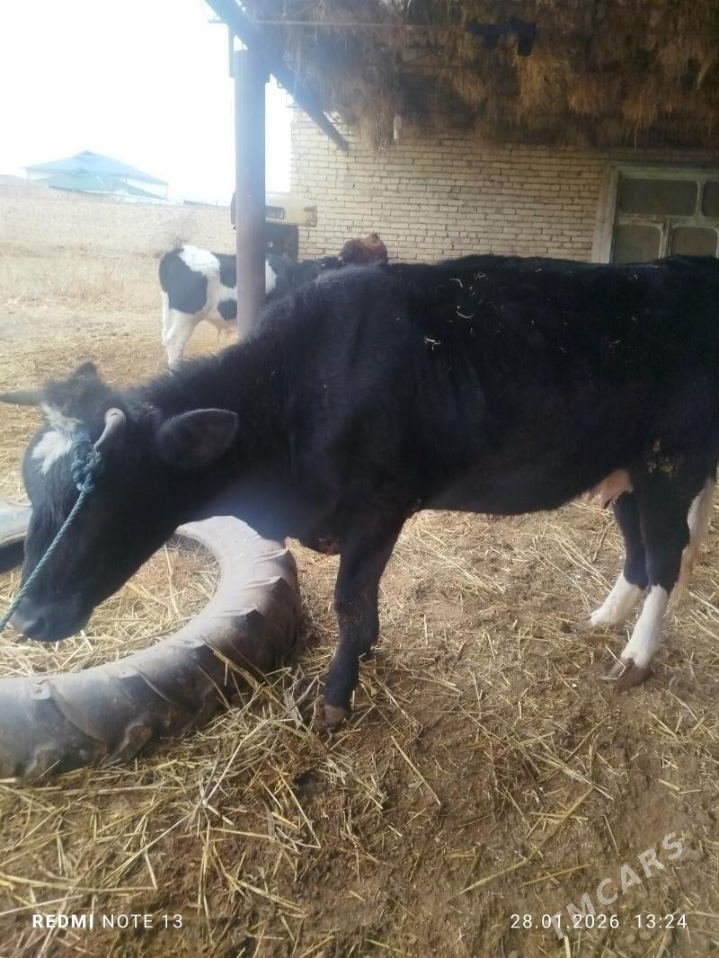 Hojekli sygyr - Чарджоу - img 1