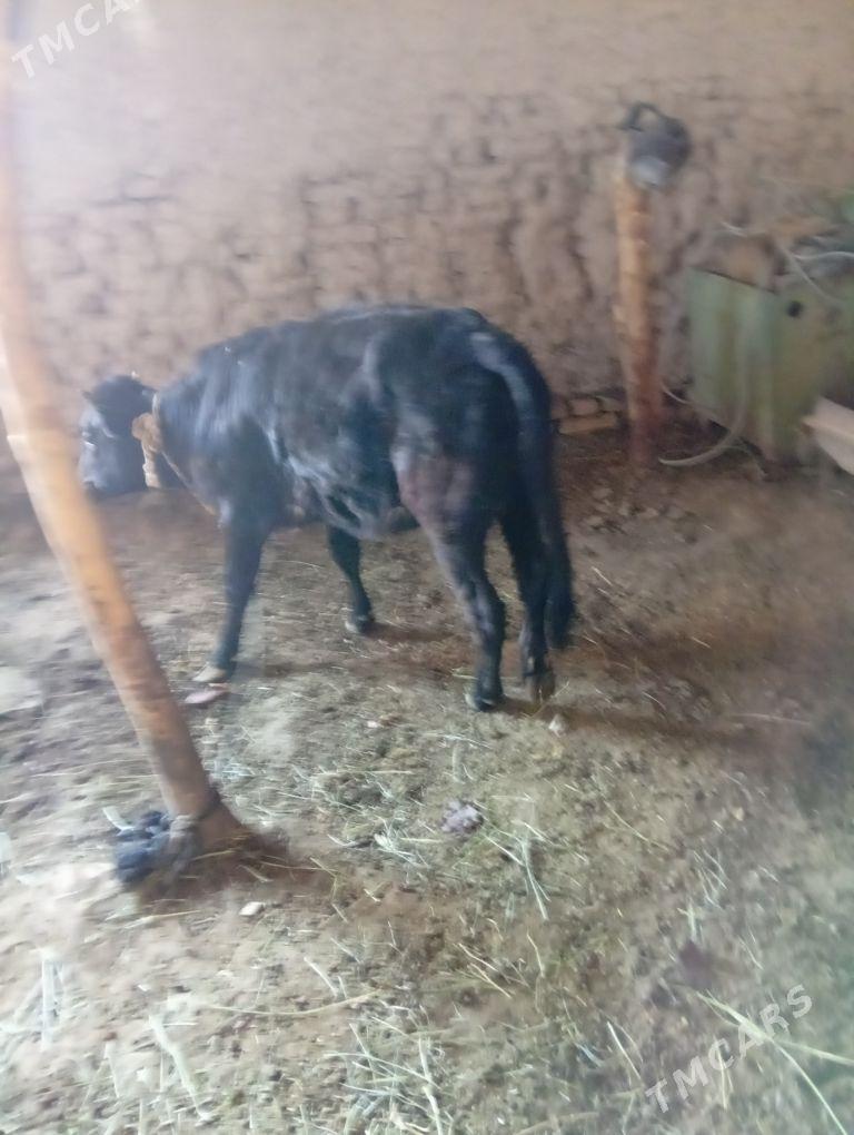 gulajyn - Сакарчага - img 1