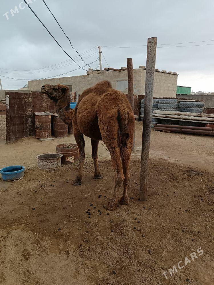 Duye - Эсенгулы - img 1