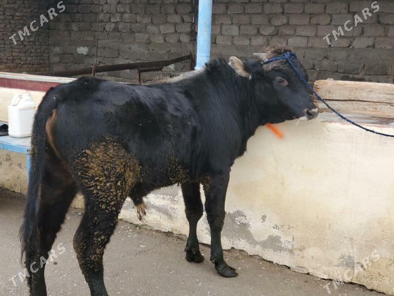 OküzlerÖküzler Şwesss - Büzmeýin - img 1