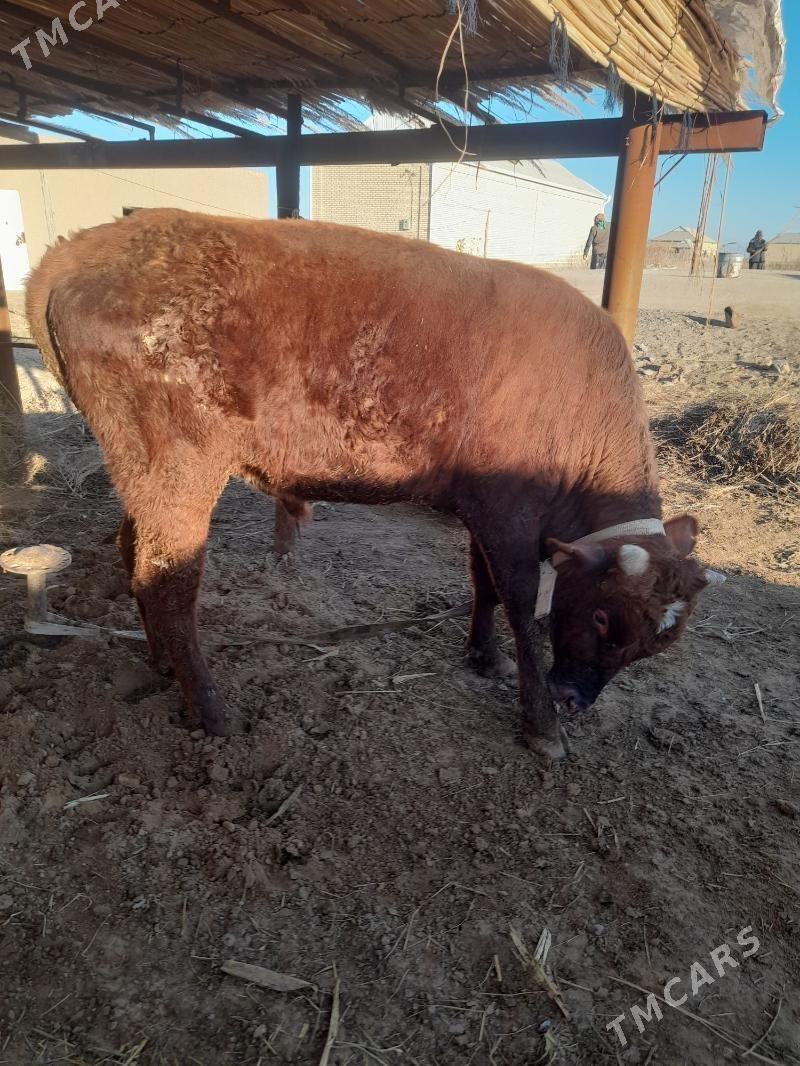 Meydan öküz - Мары - img 1