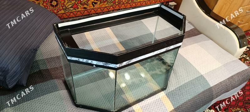 аквариум - Aşgabat - img 1