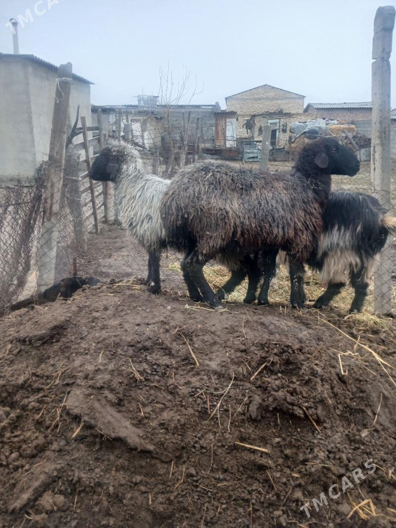 Bogaz goyun - Гёкдепе - img 1