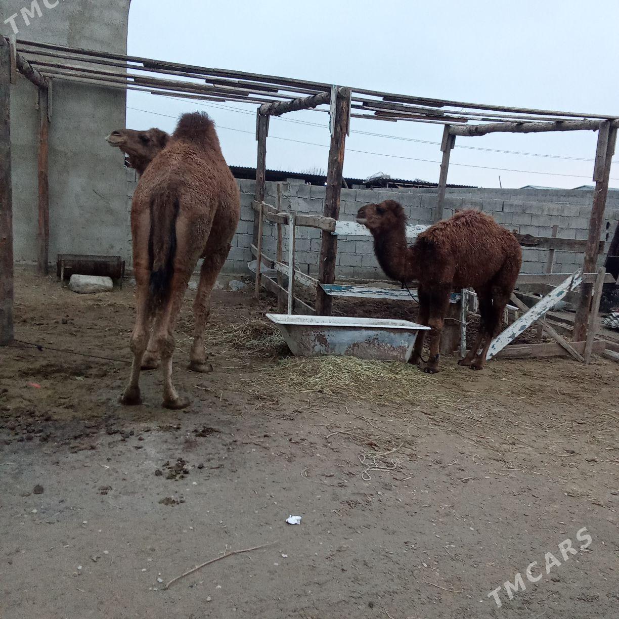 torumly duýe - Bäherden - img 1