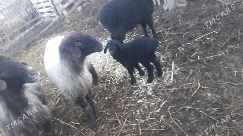 Guzly Goýun - Бабадайхан - img 1