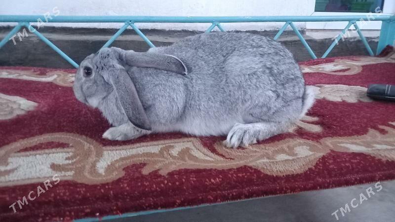 Pol welikan towşan - Кëши - img 1