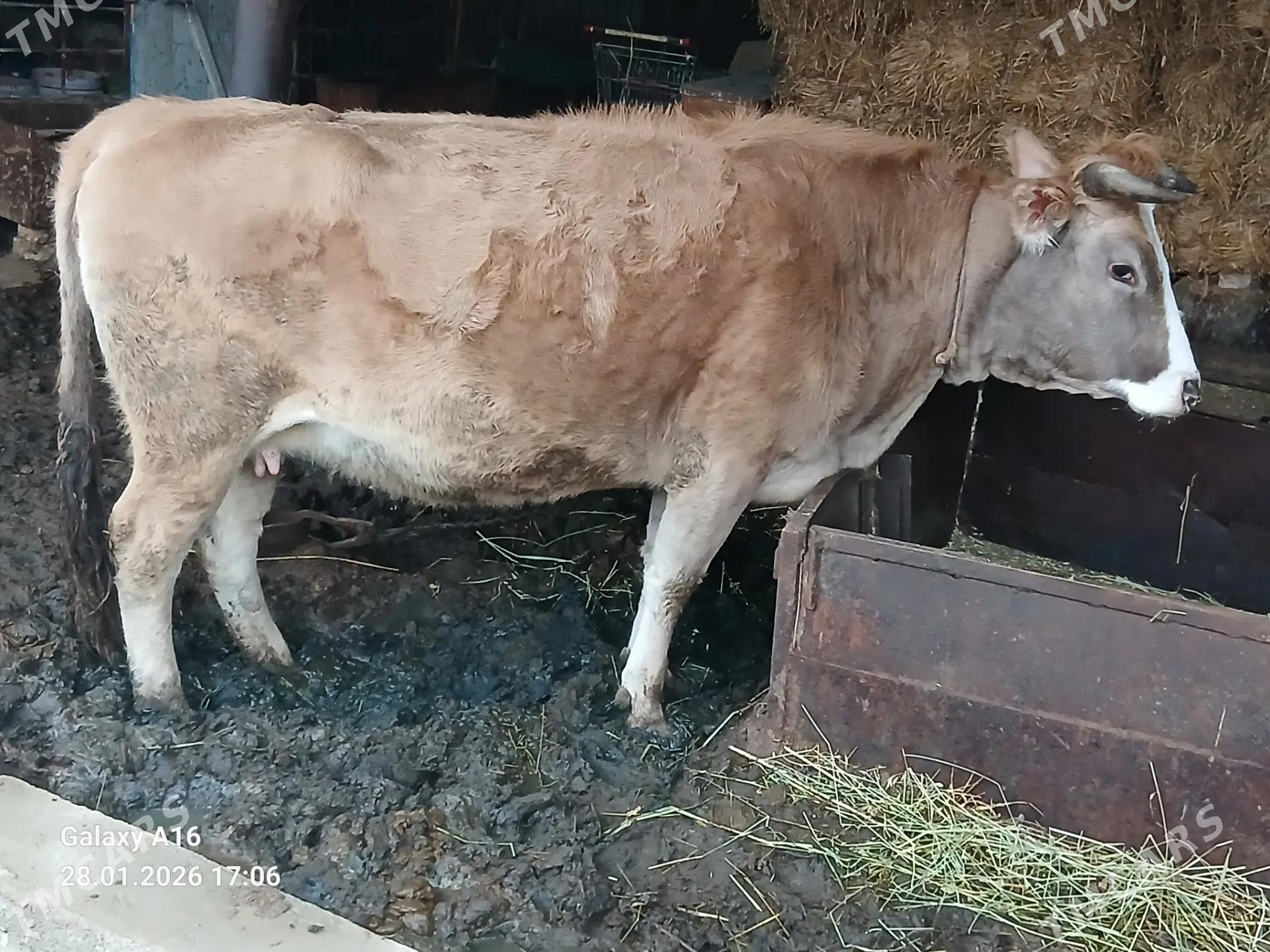 2 sany Sygyr - Гёкдепе - img 1