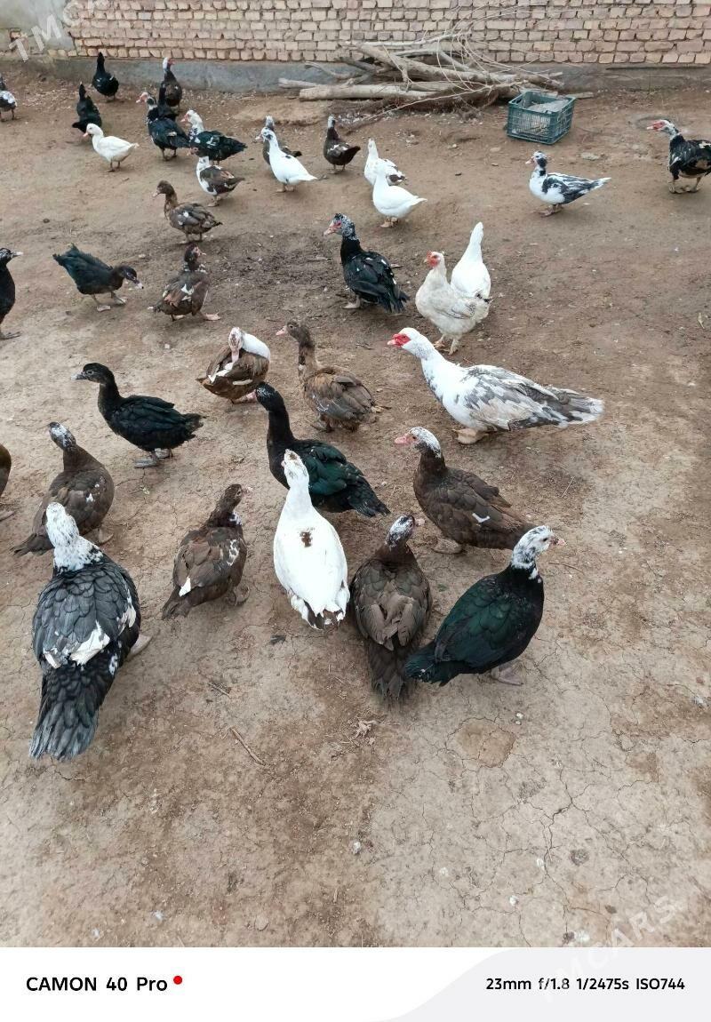 indautga - Tejen - img 1