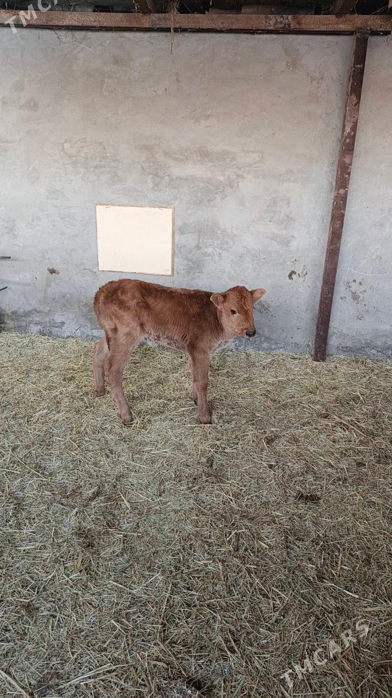 göle gulajyn emdirmeli - Wekilbazar - img 1