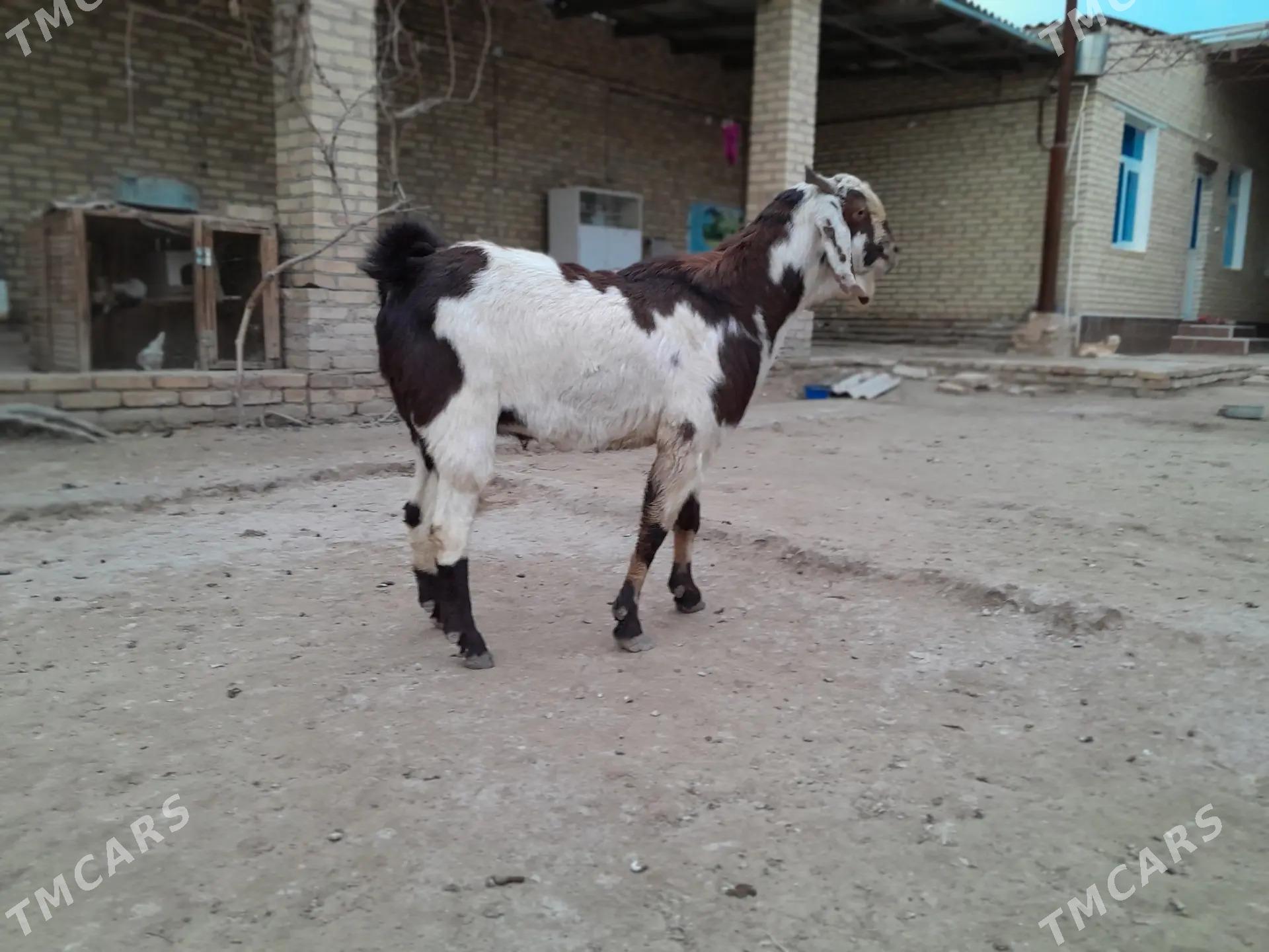 Пакистан теке - Керки - img 1