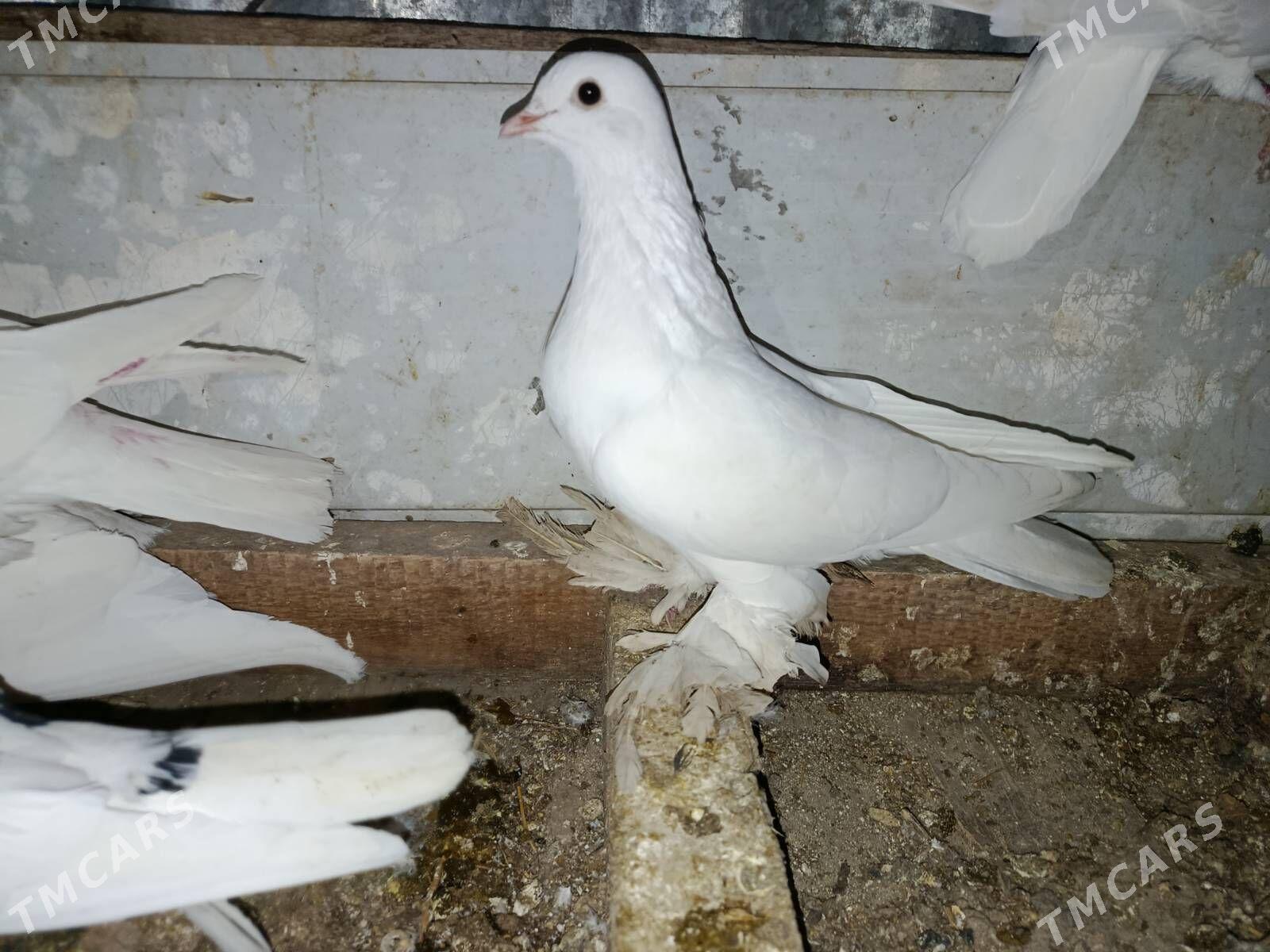 kepder - Туркменабат - img 1