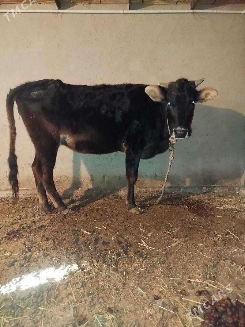 bogaz sygyr - Baýramaly - img 1