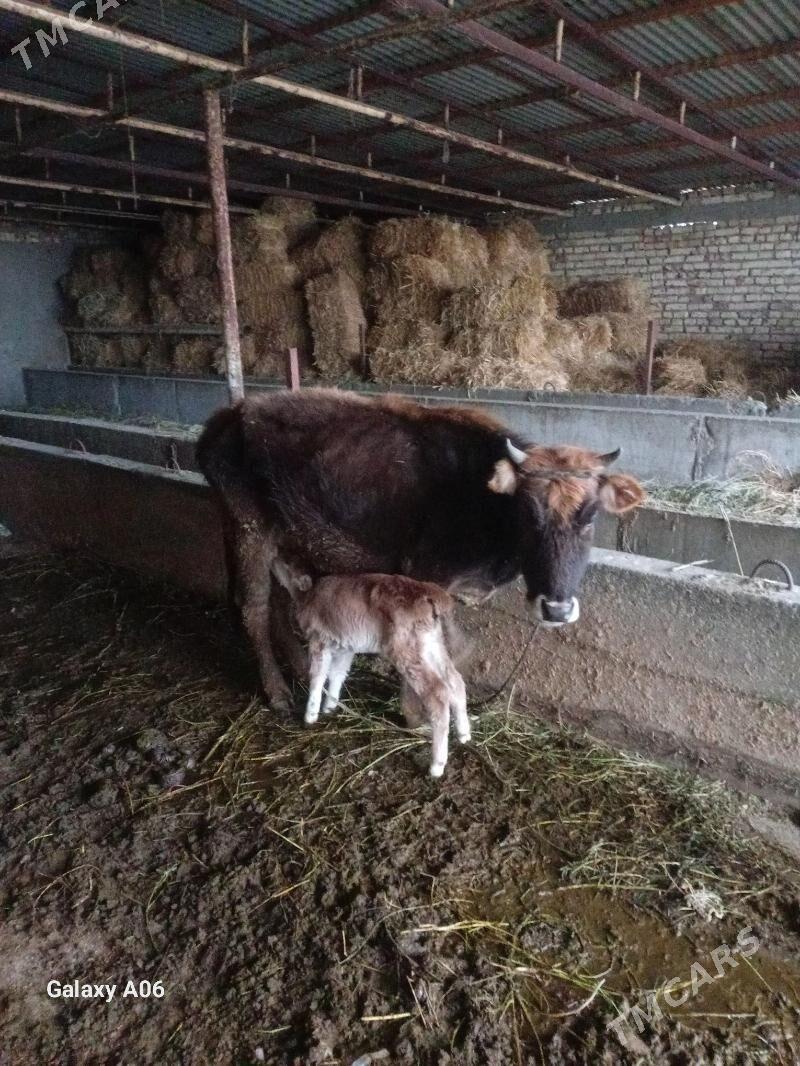 2 göleli. sygyr - Bäherden - img 1