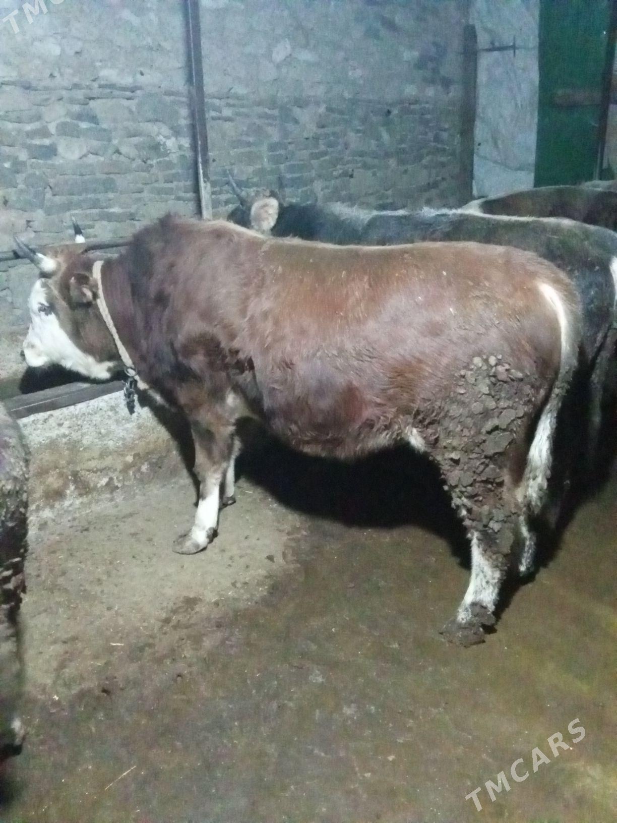 öküz - Гызыларбат - img 1