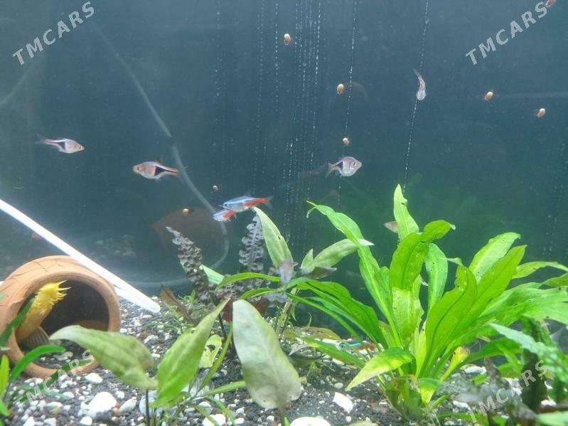 заводской аквариум akvarium - Туркменабат - img 1