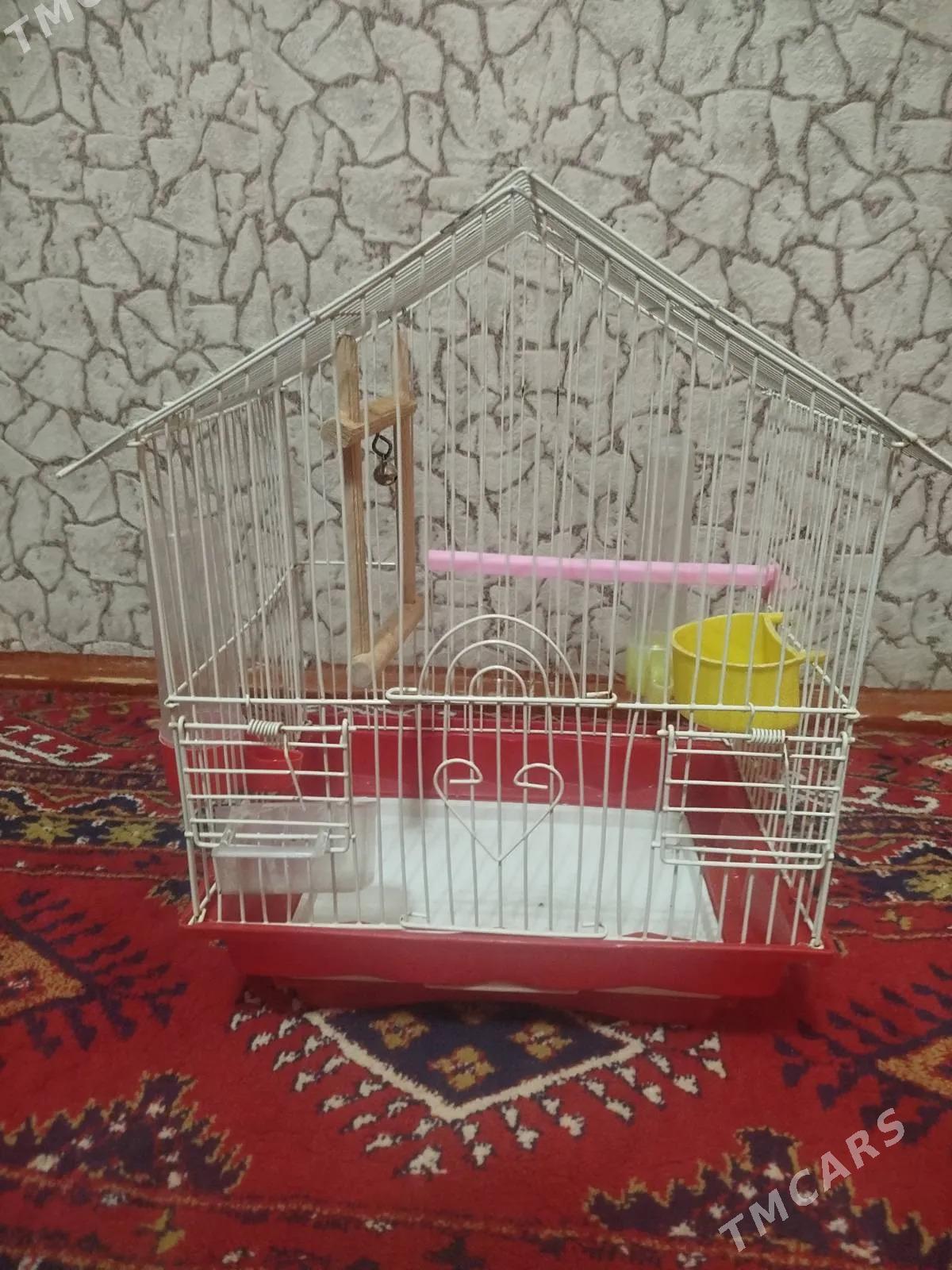 Papugay setka - Daşoguz - img 1