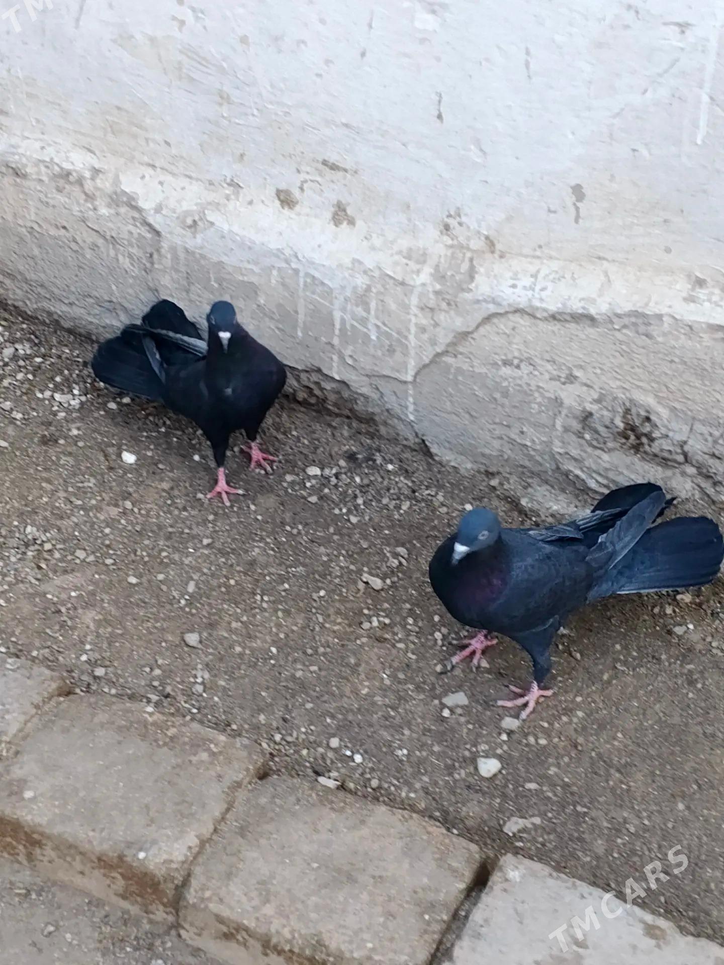 Kepderi - Balkanabat - img 1